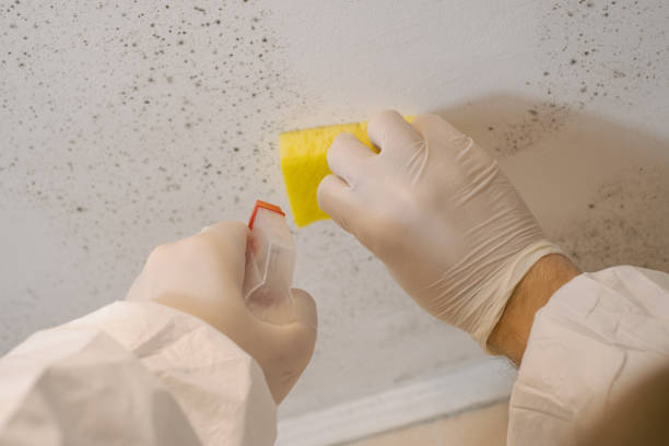 Mold Remediation for Rental Properties in Blue Ridge, GA