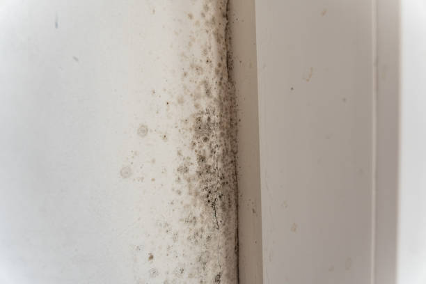 Best Air Quality Testing for Mold Spores  in Blue Ridge, GA