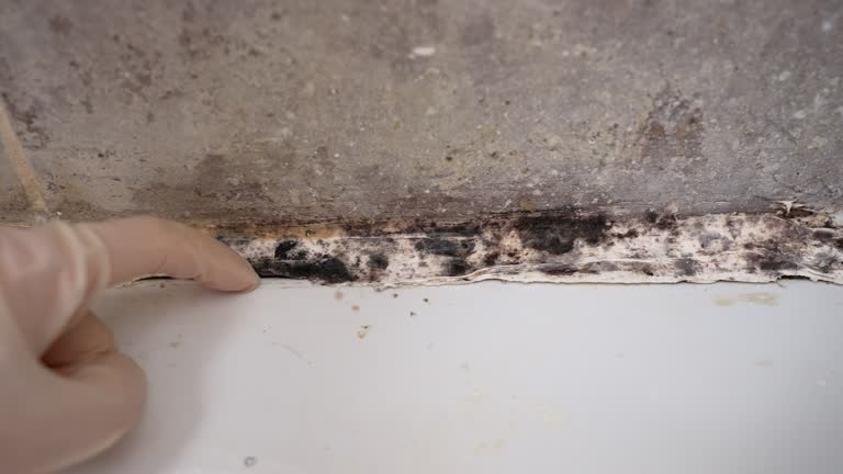 Best Crawl Space Mold Remediation  in Blue Ridge, GA