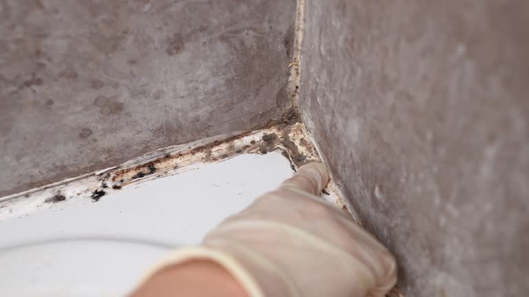 Best Environmental Consulting for Mold Prevention  in Blue Ridge, GA