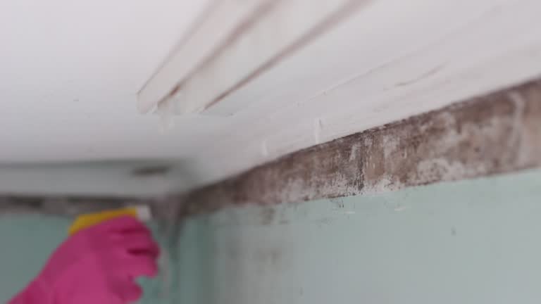 Best Mold Remediation for Rental Properties  in Blue Ridge, GA